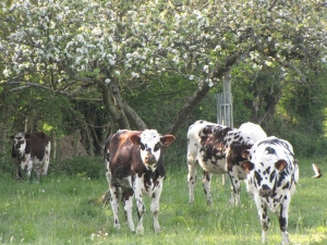 Vache sous les pommiers